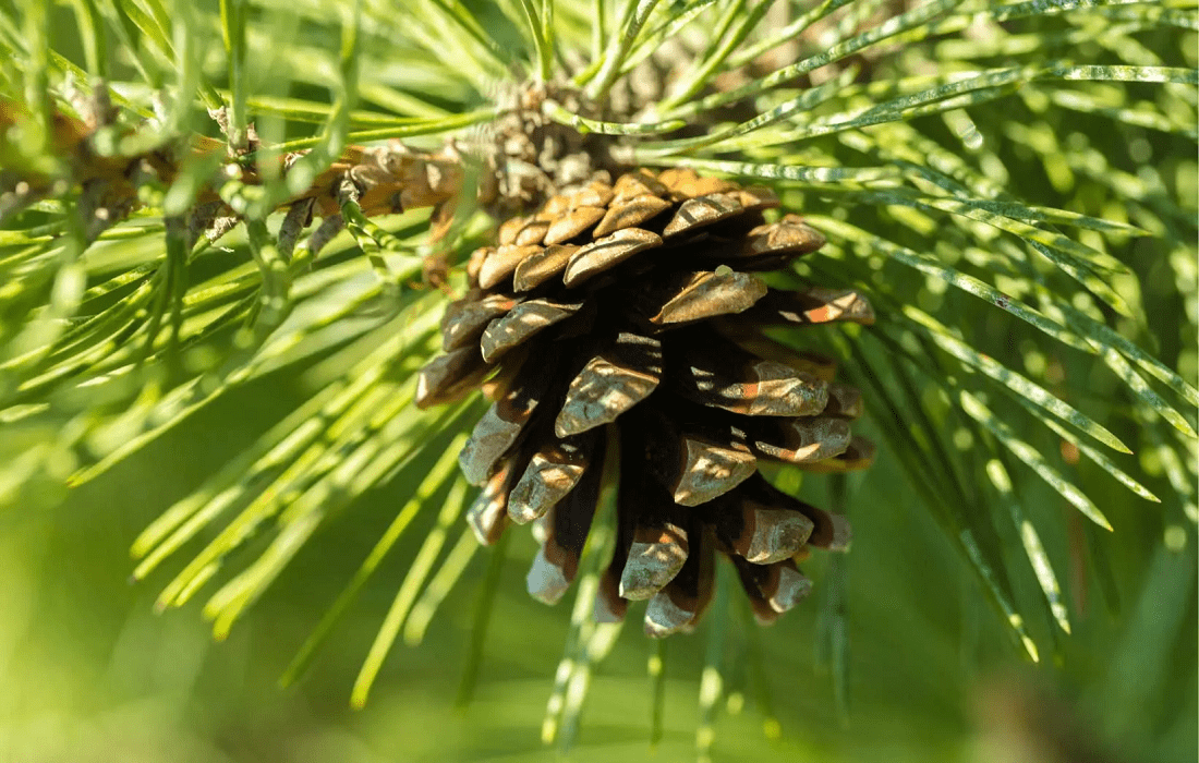 Siberian Fir